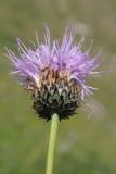 Image of taxon representative. Author is Владимир Эпиктетов