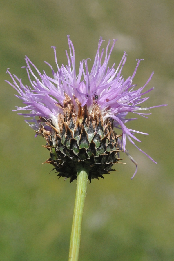 Image of Klasea marginata specimen.