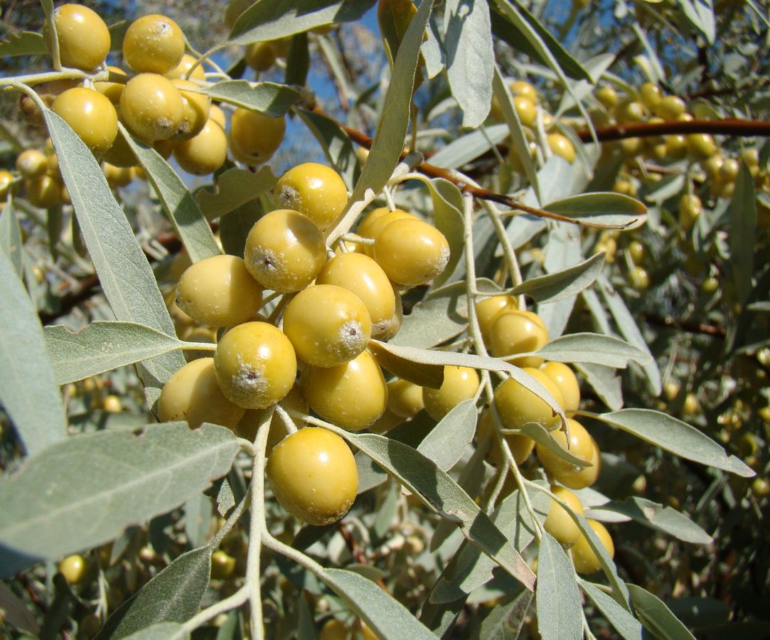 Image of Elaeagnus littoralis specimen.