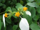 Mussaenda frondosa