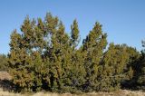 Juniperus osteosperma