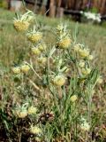 Artemisia jacutica