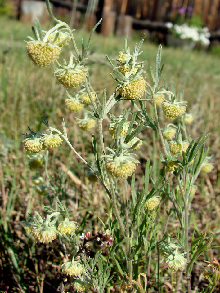 Image of Artemisia jacutica specimen.