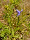 Campanula turczaninovii. Цветущее растение. Иркутская обл., берег озера Байкал, окр. пос. Большие Коты, луговой склон. 02.07.2015.