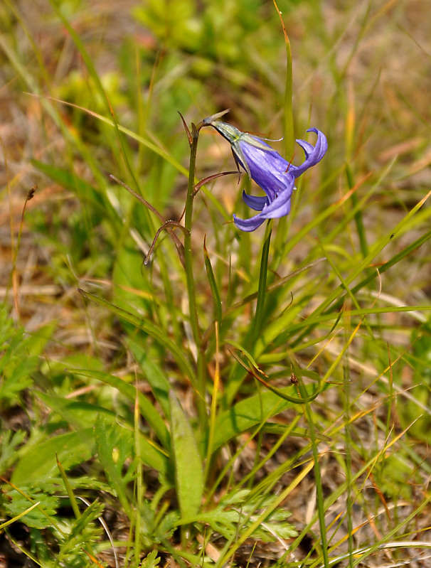 Изображение особи Campanula turczaninovii.