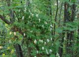 Atragene sibirica. Цветущее растение. Якутия (Саха), Алданский р-н, северная окраина Алдана, тайга. 14.06.2012.