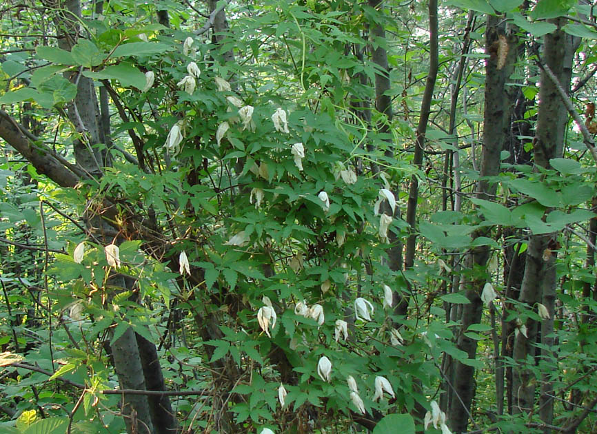 Image of Atragene sibirica specimen.