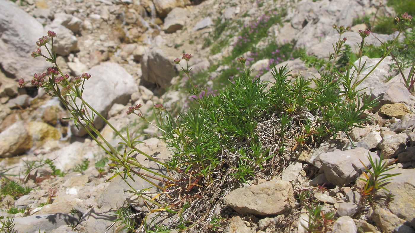 Image of Asperula supina specimen.
