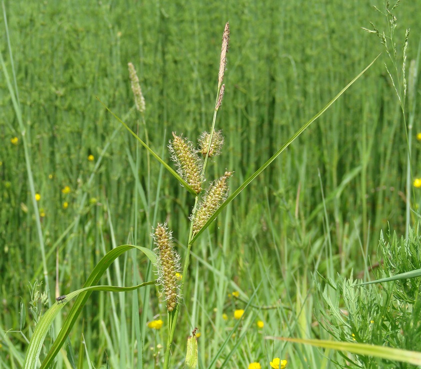 Image of Carex rhynchophysa specimen.