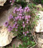 Thymus hirticaulis