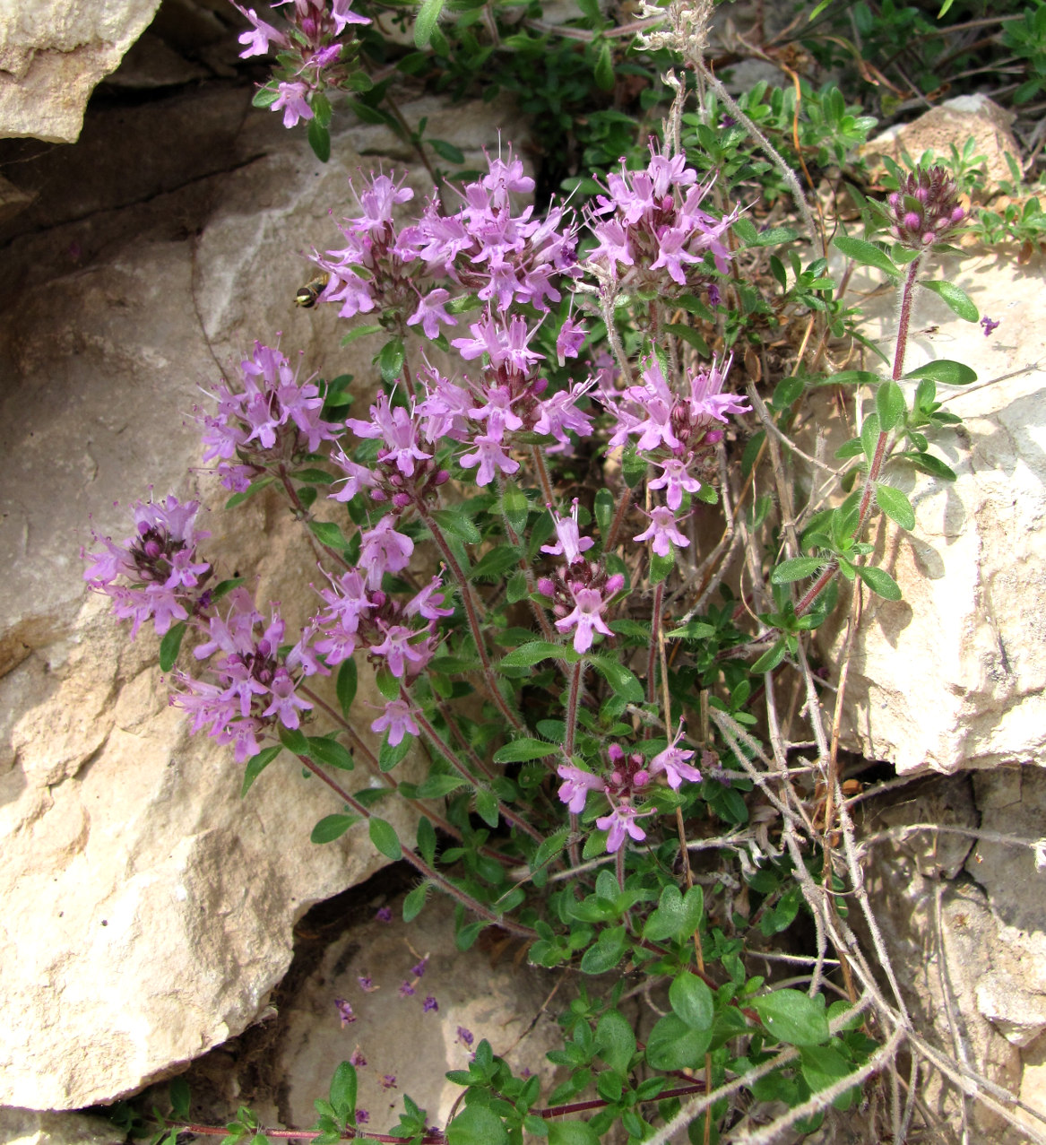Изображение особи Thymus hirticaulis.