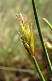 Carex pauciflora