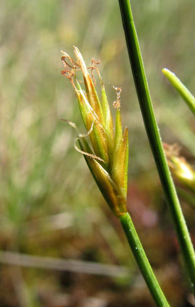 Image of Carex pauciflora specimen.
