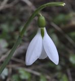 Galanthus elwesii