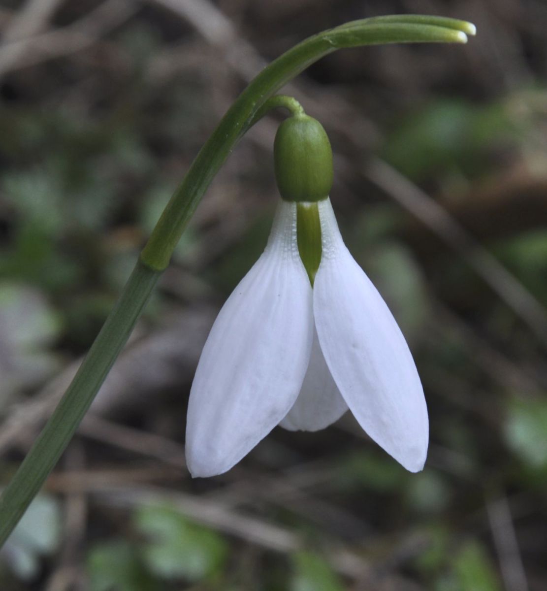 Image of Galanthus elwesii specimen.