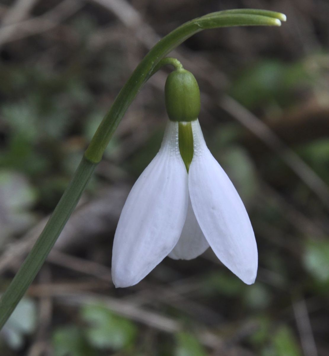 Изображение особи Galanthus elwesii.