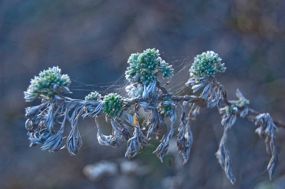 Изображение особи Artemisia sericea.