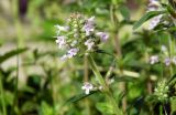 Thymus marschallianus. Верхушка цветущего побега. Республика Адыгея, г. Майкоп, во дворе дома на лужайке. 08.05.2016.