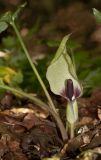 Arum orientale