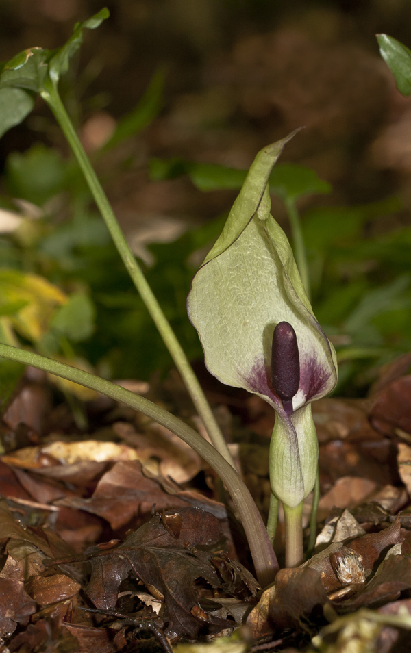 Изображение особи Arum orientale.