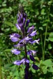 Polygala wolfgangiana