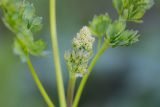 Thalictrum minus