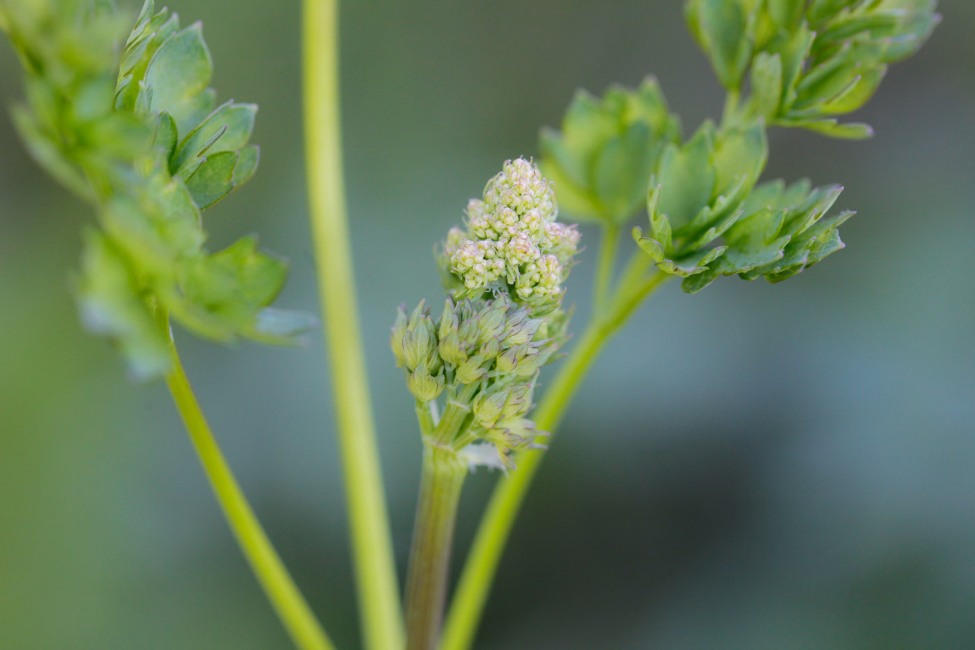 Image of Thalictrum minus specimen.