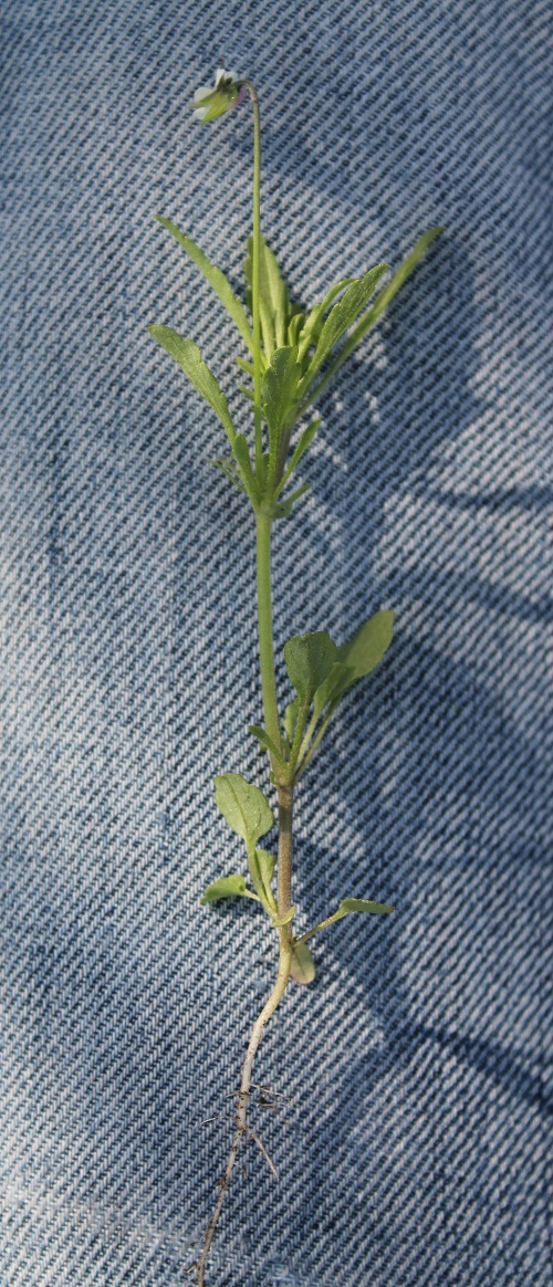 Image of Viola arvensis specimen.