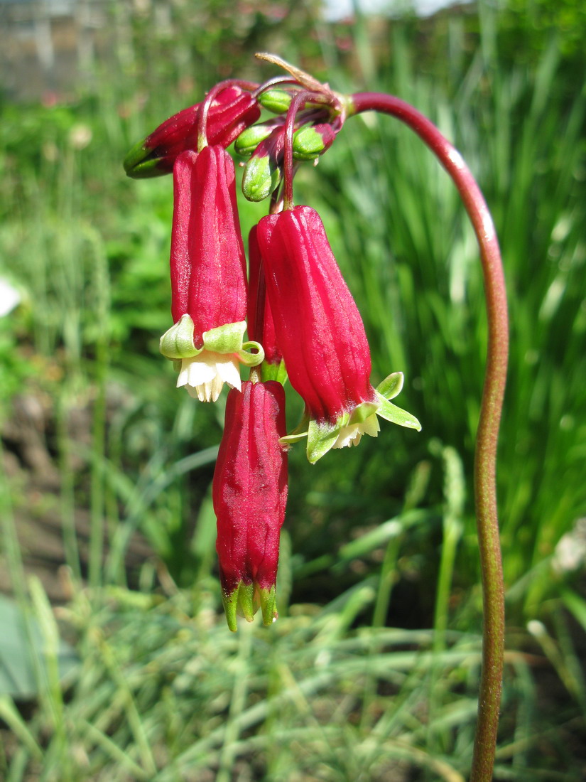 Image of Dichelostemma ida-maia specimen.