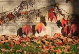 Parthenocissus tricuspidata. Веточки с соплодиями и листвой в осенней окраске. Черноморское побережье Кавказа, Геленджикский р-н, с. Кабардинка, Старый парк. 9 ноября 2013 г.