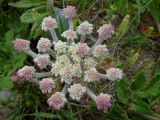 Glehnia litoralis. Расцветающее соцветие. Приморье, окр. г. Находка, бухта Шепалово, песчаный пляж. 11.06.2016.