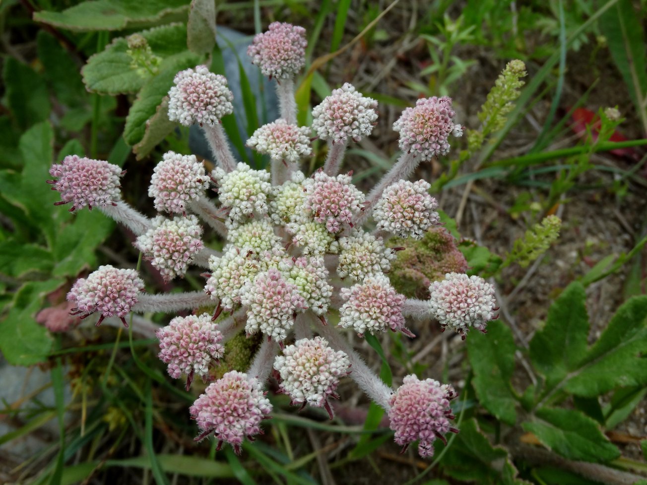 Изображение особи Glehnia litoralis.