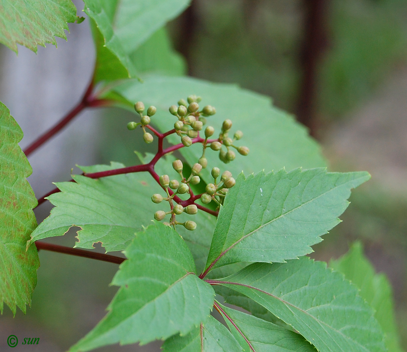 Image of Parthenocissus quinquefolia specimen.