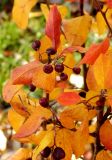 genus Cotoneaster. Побеги с плодами и листьями в осенней окраске. Санкт-Петербург. 11 ноября 2009 г.