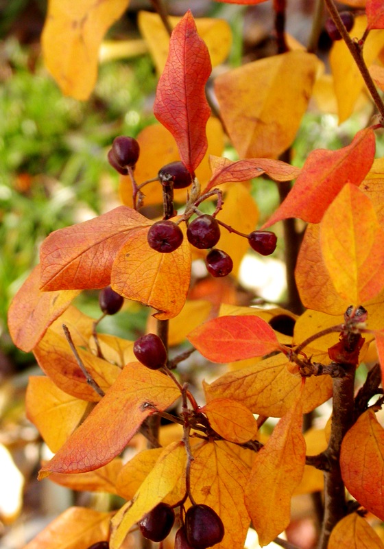 Image of genus Cotoneaster specimen.