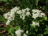 Galium platygalium. Верхушки растений с соцветиями. Приморье, окр. г. Находка, мыс Тунгус, на вершине. 02.07.2016.