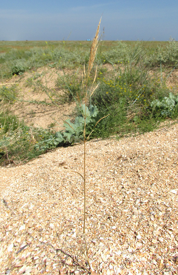 Image of Apera maritima specimen.