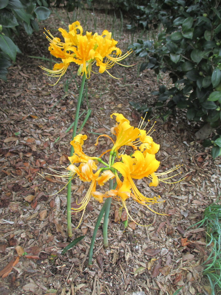 Изображение особи Lycoris aurea.