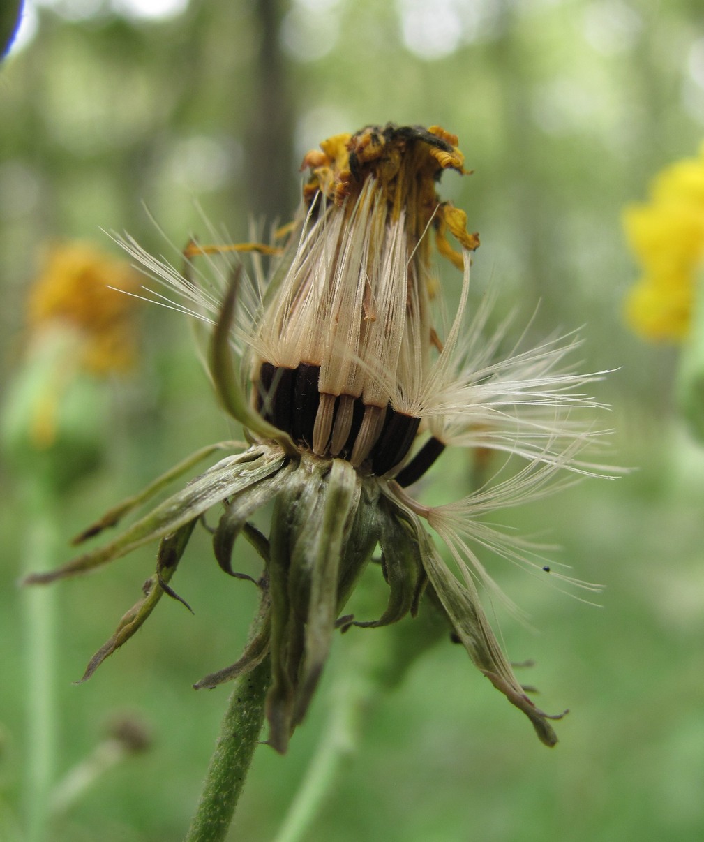 Изображение особи род Hieracium.