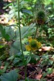 Geum aleppicum