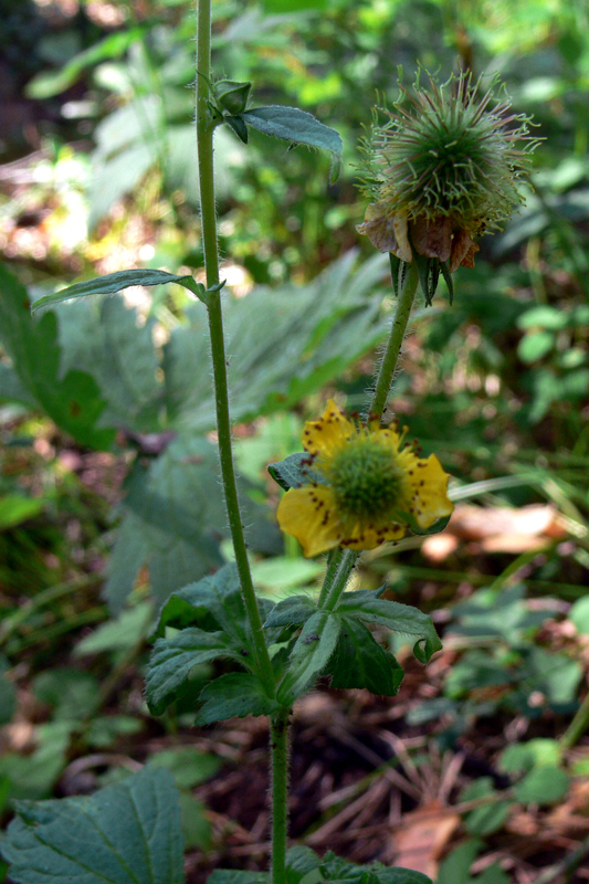 Изображение особи Geum aleppicum.