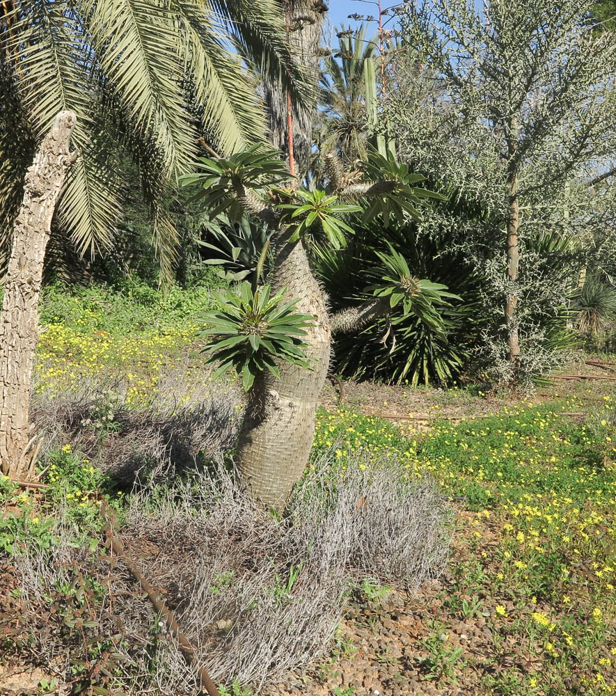 Изображение особи Pachypodium lamerei.