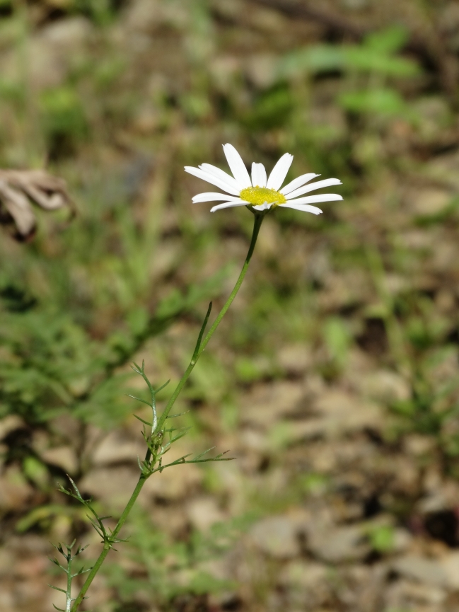 Изображение особи Tripleurospermum inodorum.