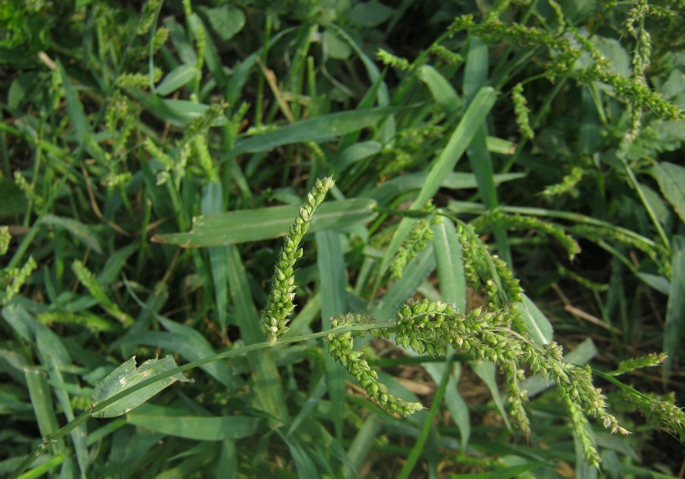 Изображение особи Echinochloa crus-galli.