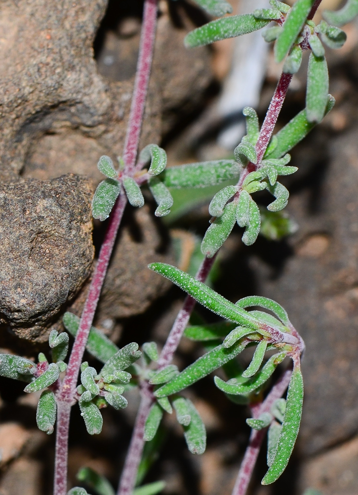 Image of genus Frankenia specimen.