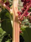 Amaranthus caudatus. Фрагмент стебля с боковыми веточками соцветия. Украина, г. Луганск, в культуре. 14.09.2016.