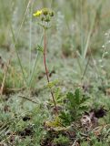 Potentilla pensylvanica. Цветущее растение. Хакасия, окр. с. Аршаново, интенсивно выпасаемая холоднополынная степь. 25.07.2016.