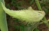 Asclepias syriaca