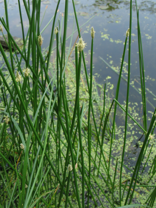 Изображение особи Eleocharis palustris.