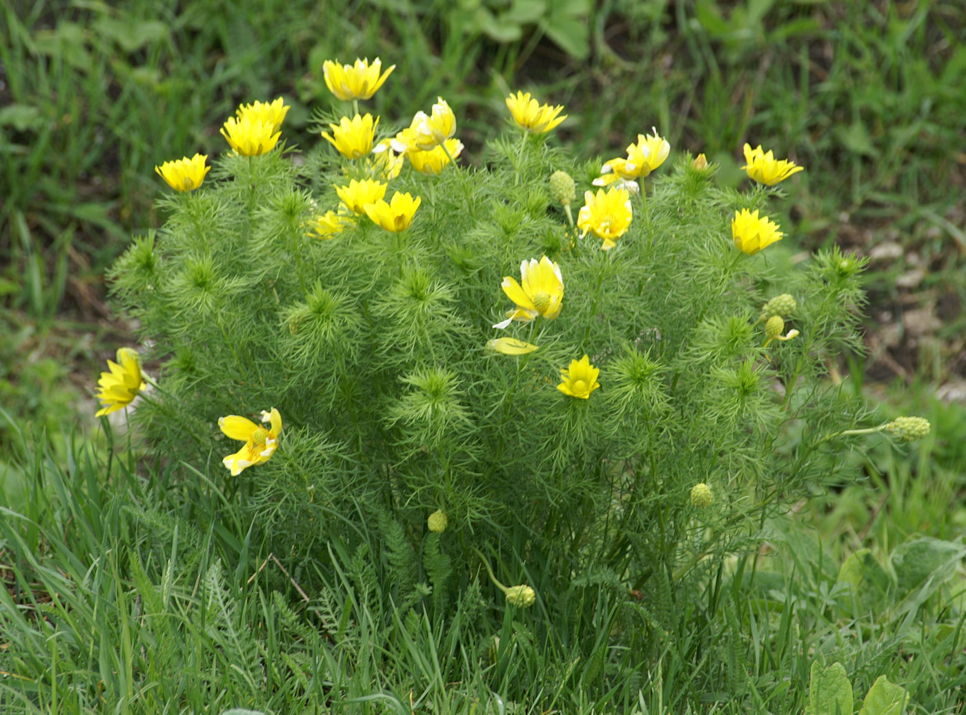 Image of Adonis vernalis specimen.